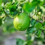 Lime Limon Fidanı resmi