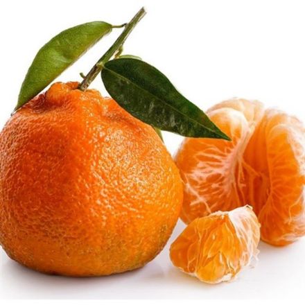 Satsuma  Mandalin Fidanı resmi