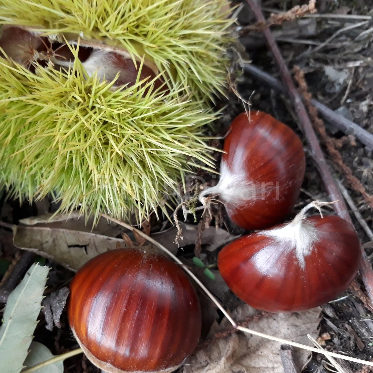 Picture of Işıklar Kestane fidanı