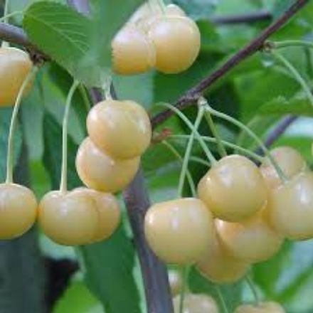 Picture of Starks Gold(beyaz kiraz) Kirazı