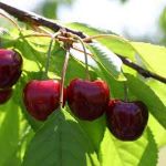 Kordia (cordia) Kiraz Fidanı resmi