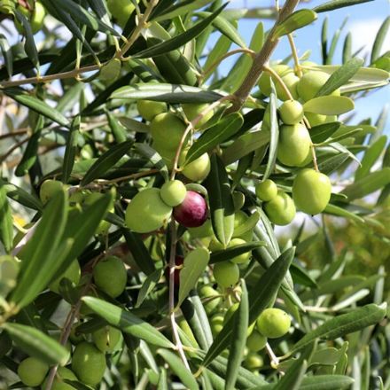 Gemlik(Trilye) Zeytin Fidanı resmi