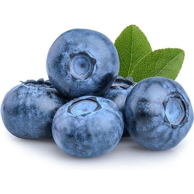 Duke Fidanı resmi