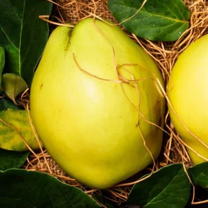 Picture of Ayva Fidanı