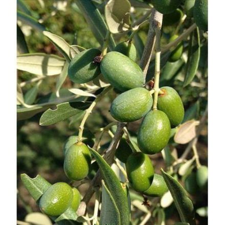 Delice Aşılı Cekişte  Zeytin Fidanı resmi
