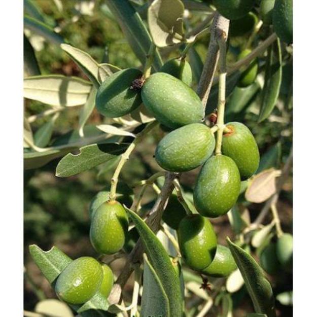 Delice Aşılı Cekişte  Zeytin Fidanı resmi