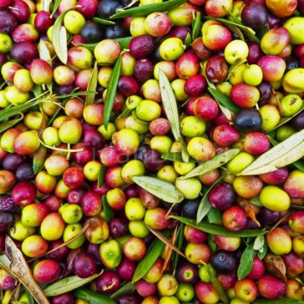 Arbequina Zeytin Fidanı resmi