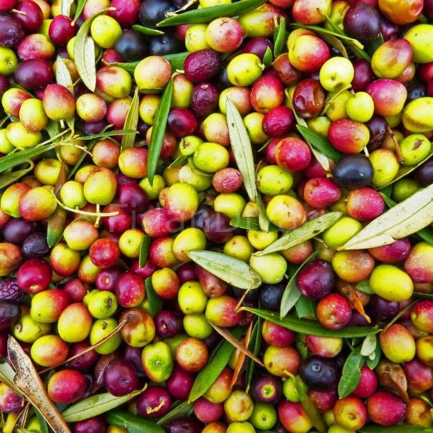 Arbequina Zeytin Fidanı resmi