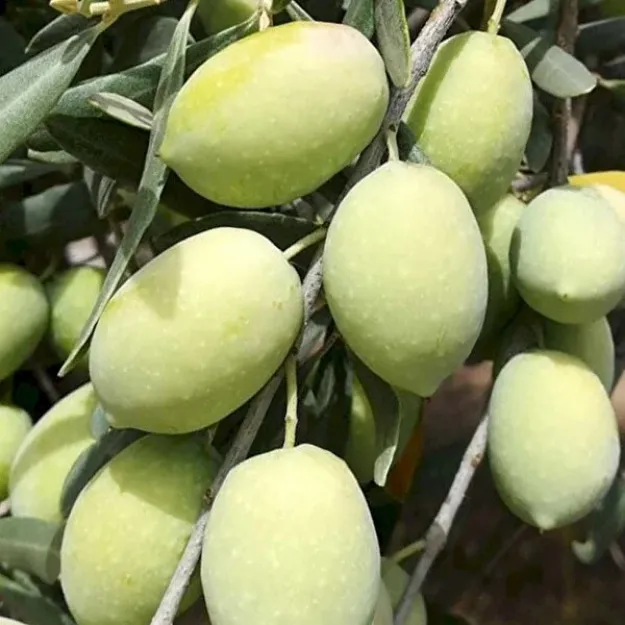 Aşılı Memecik Zeytin Fidan resmi