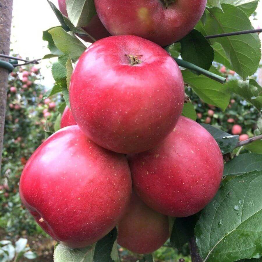 Picture of Fuji Elma