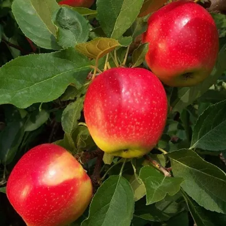 Picture of Pink Lady Elma