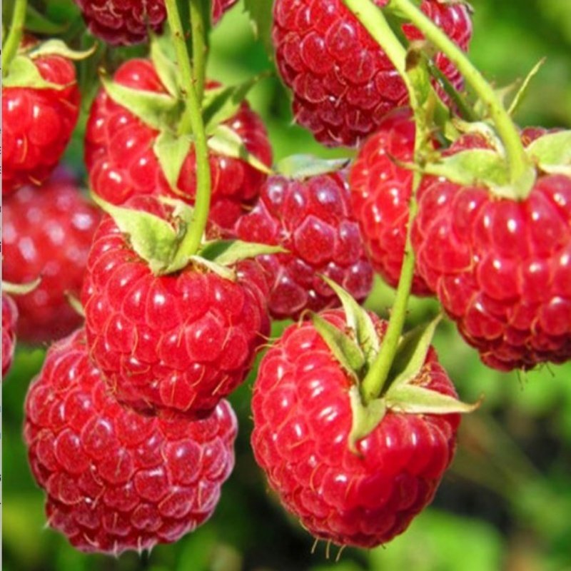 Picture of Polka Ahududu