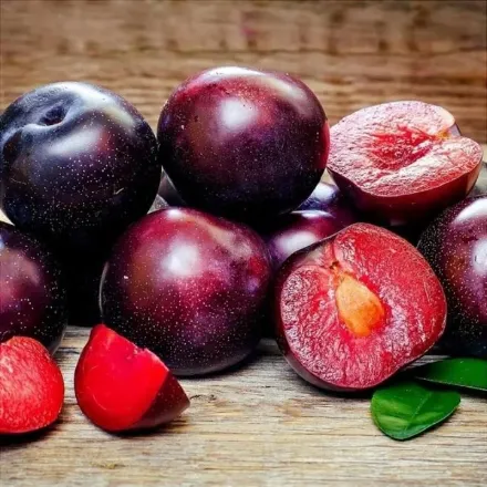 Picture of Black Splendor Erik