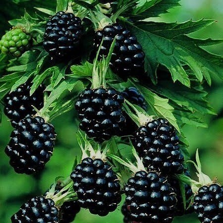 Picture of Böğürtlen Fidanı