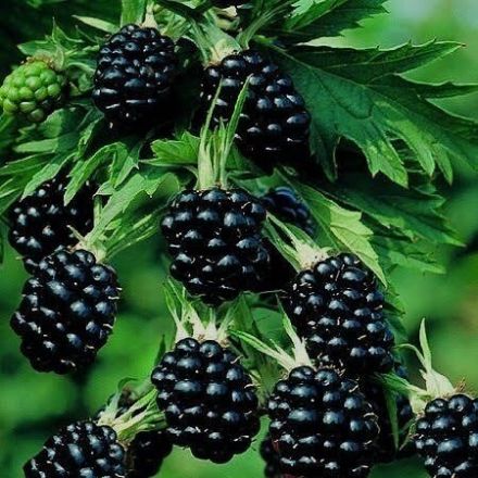 Picture of Böğürtlen Fidanı