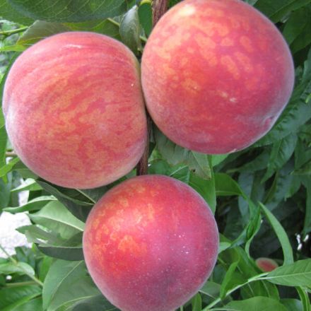 Picture of Seftali Fidanı