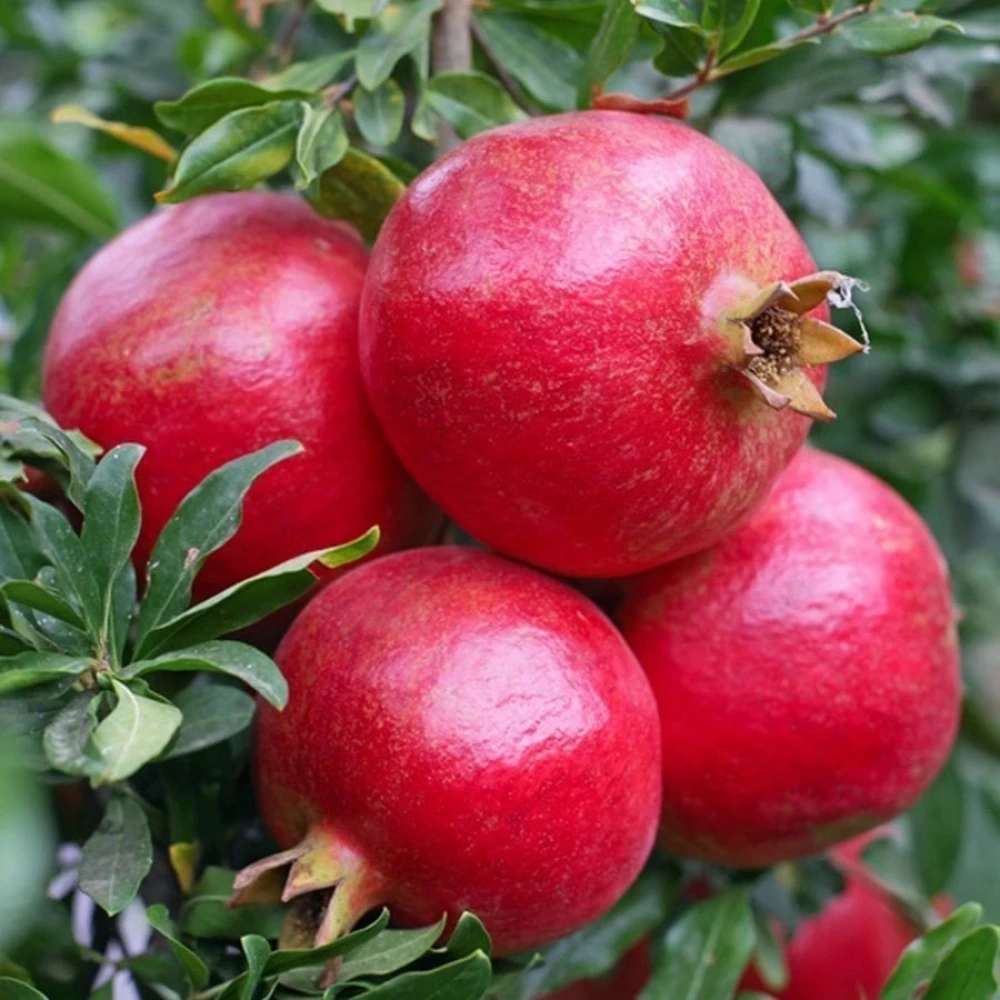 Picture of Nar Fidanı