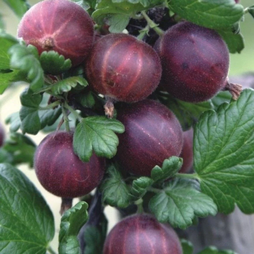 Picture of Kırmızı Bektaşi Uzum