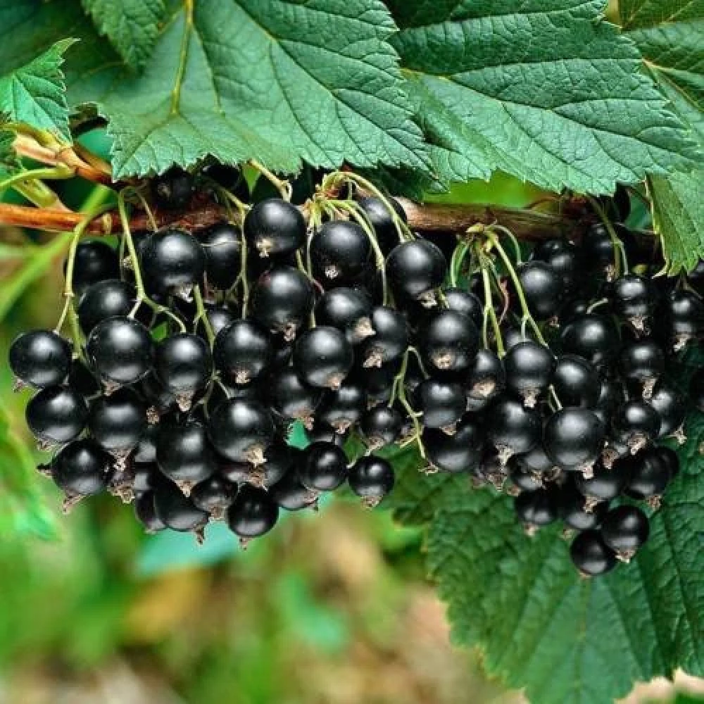 Picture of Siyah Frenk Uzüm