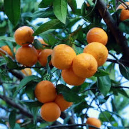 Picture of Klemantin Mandalin