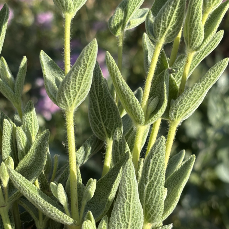 Picture of Ada Cayı