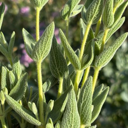 Picture of Ada Cayı