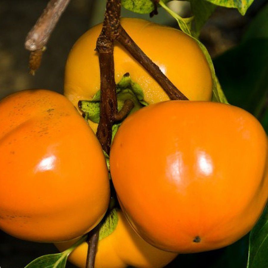 Picture of Hachiya Hurma