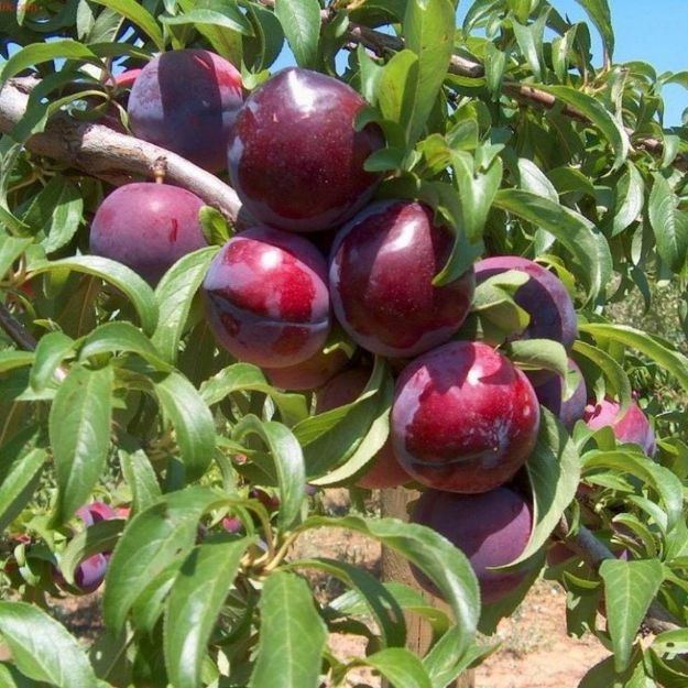 Show Time Erik resmi