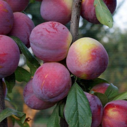 Picture of Fortune Erik