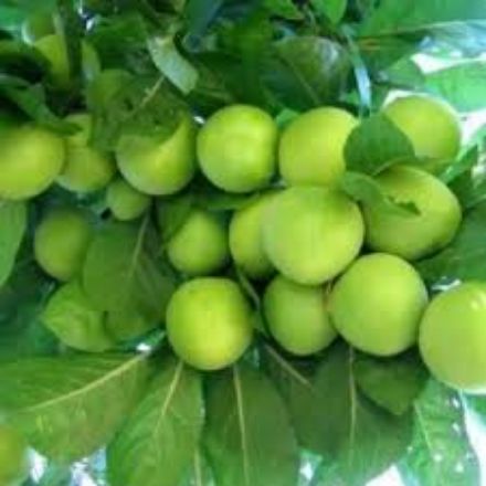 Picture of Kebap Erik