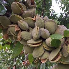 Picture of Badem Fidanı