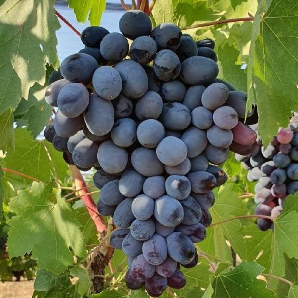 Picture of Efes Karası Uzum