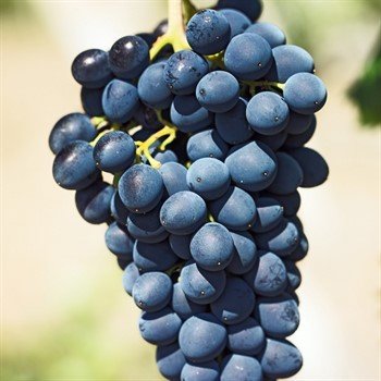 Picture of Antep Karası Uzum