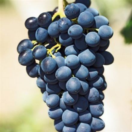 Picture of Antep Karası Uzum