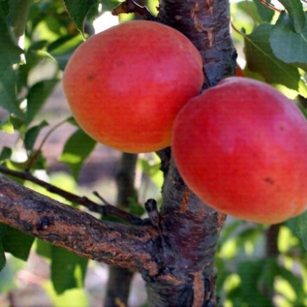 Picture of Perfect Red Kayısı