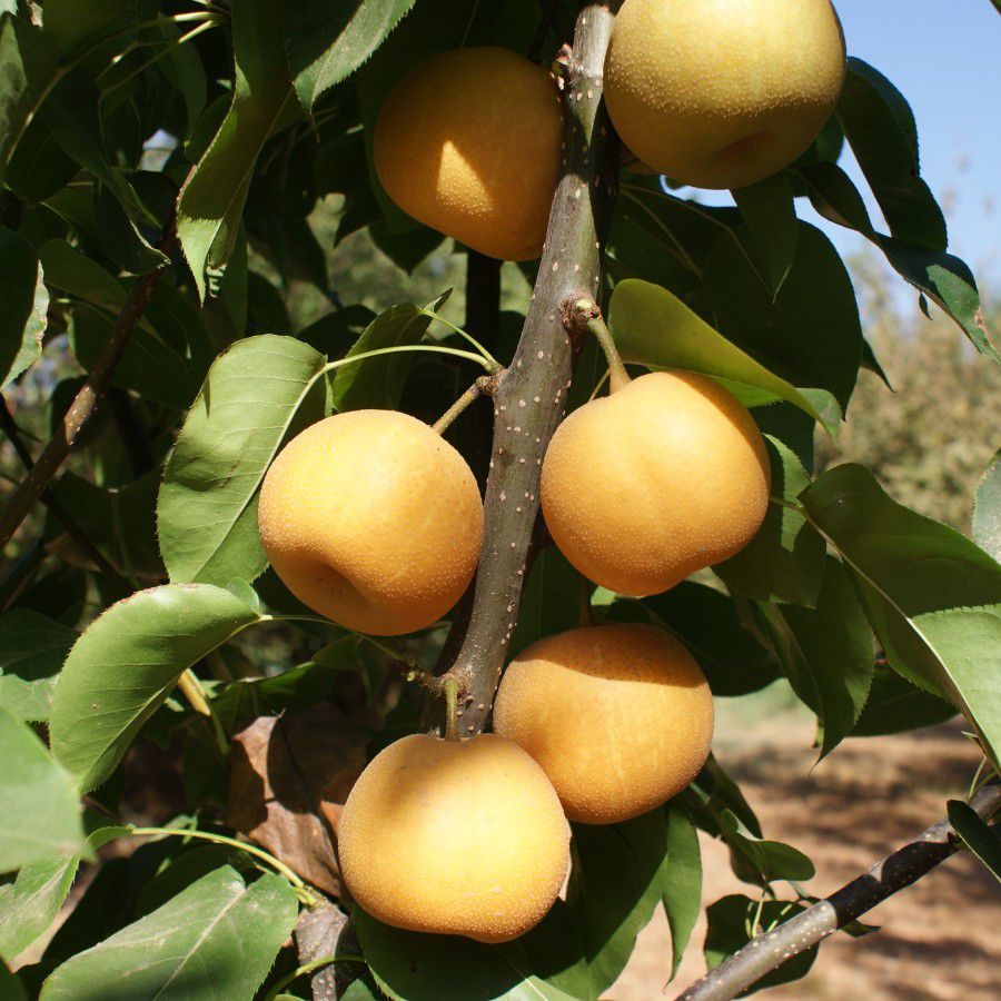 Picture of Kosuı Armut