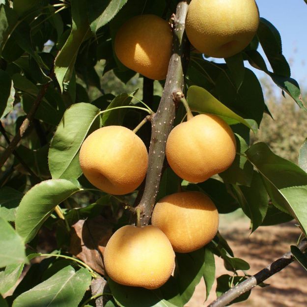 Kosuı Armut resmi