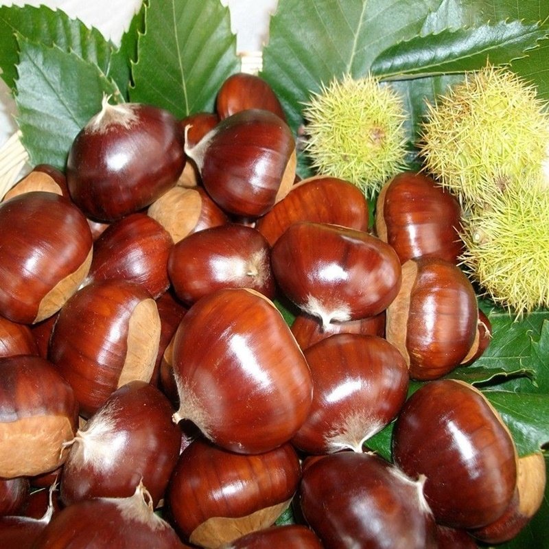 Picture of Kara Kemer Kestane