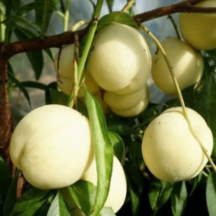 Picture of Beyaz Tüysüz Nektarin