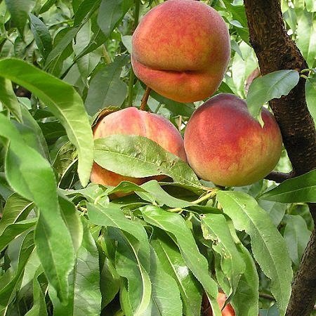 Picture of Glohaven Seftali