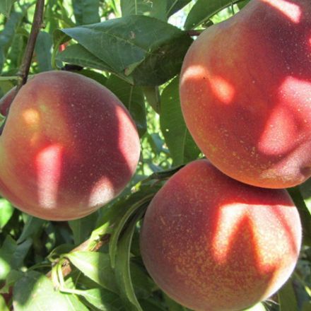 Picture of Royal Summer