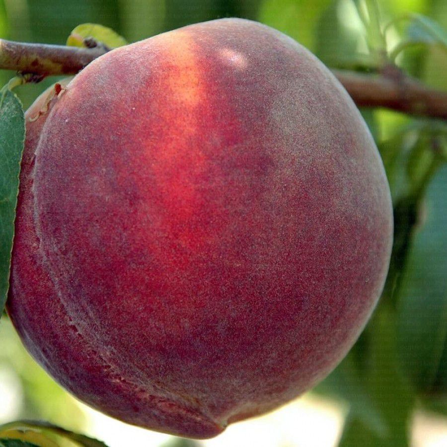 Picture of Monreo Seftali