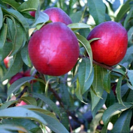 Picture of Sweet Lady Nektarin