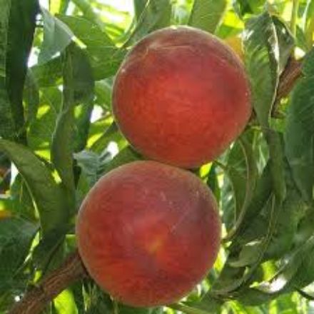 Picture of Elegant Lady Seftali