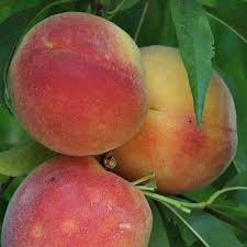 Picture of Royal Glory