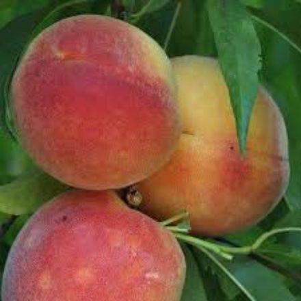 Picture of Royal Glory